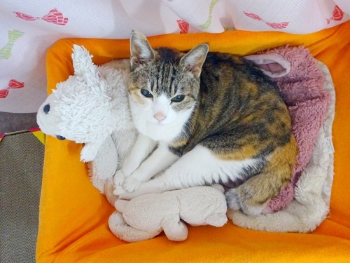 猫画像｜オレンジ箱入り娘にゃ♪