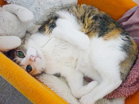 猫画像｜ニャンニャンニャン♪