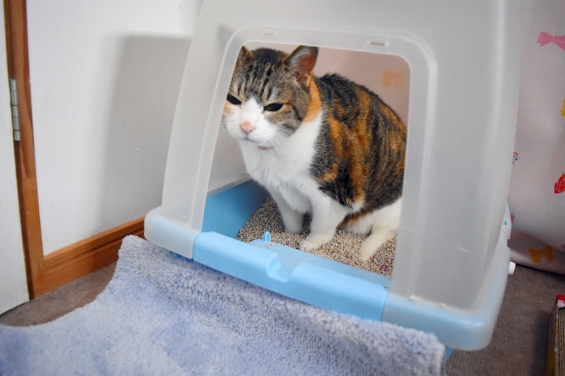 猫画像｜覗かニャイでよ！！