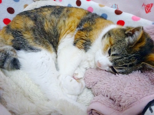 猫画像｜無事に迎えられるかなぁ。