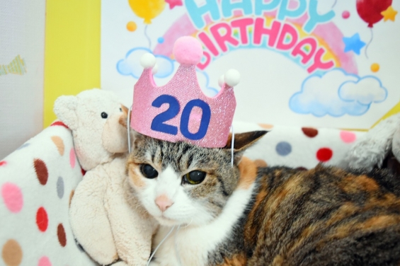猫画像｜20歳になったニャ♪