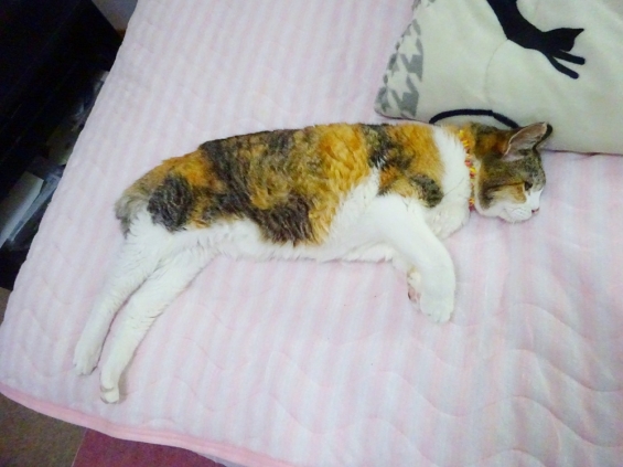 猫画像｜足長いよね♡