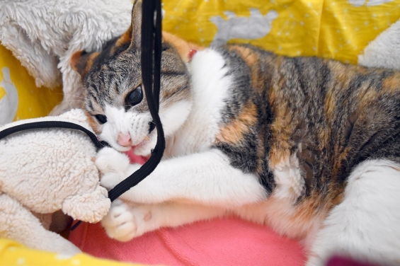 猫画像｜カミカミするにゃ♪
