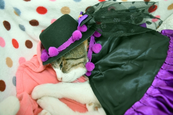 猫画像｜久しぶりに着せてみた。