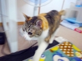 たまには動くニョよ！！