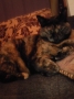 わて、眠いんじゃけん＊