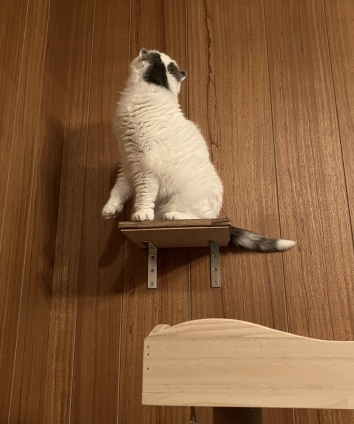 猫画像｜新しいキャットタワー作って貰ったニャ