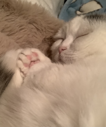猫画像｜良く寝て元気だニャ
