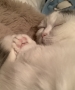 良く寝て元気だニャ