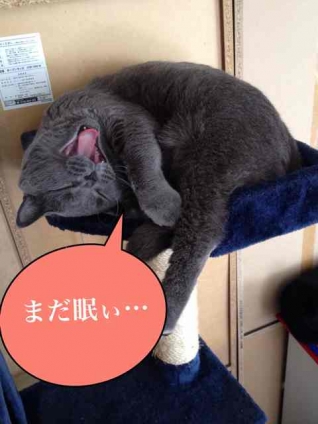 猫画像｜おはよ