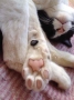 肉球