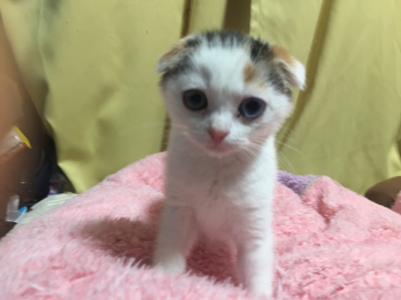 猫画像｜カメラ目線