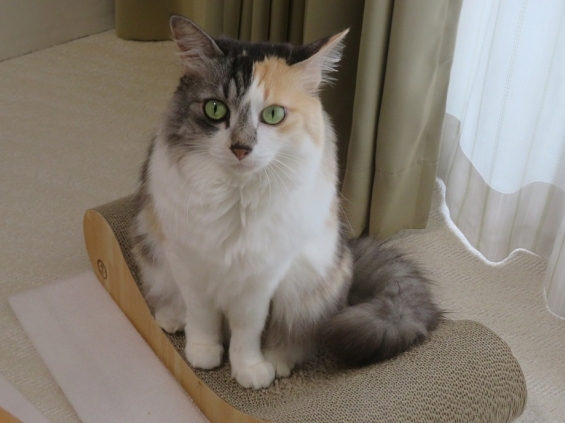 猫画像｜幸－138