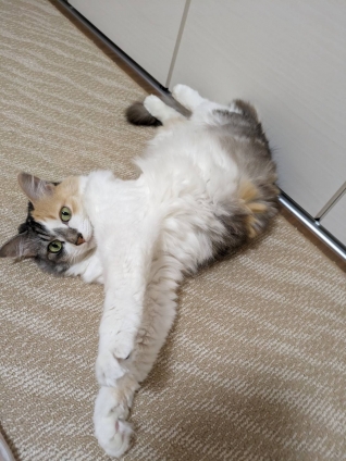 猫画像｜幸－140