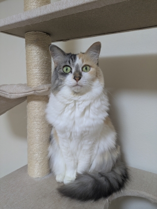 猫画像｜幸－143