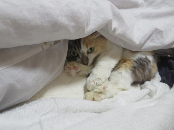 猫画像｜幸－145