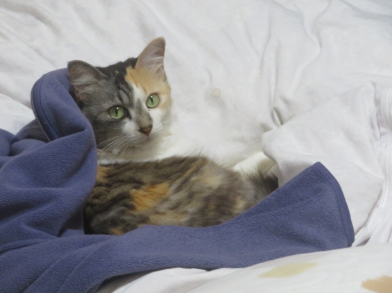 猫画像｜幸－146