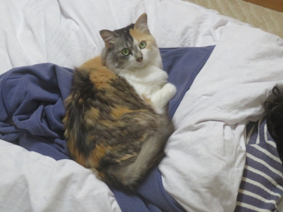 猫画像｜幸－147