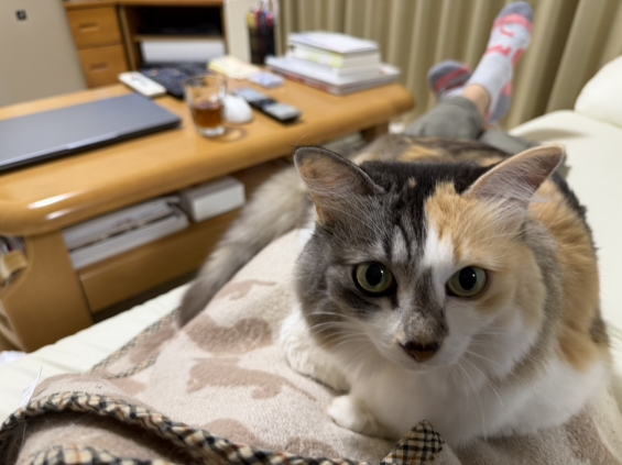 猫画像｜幸－148